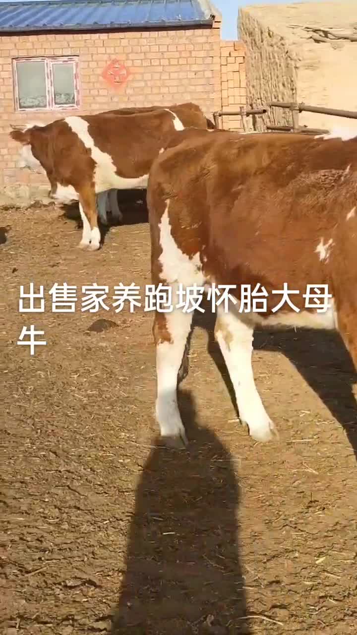 因禁牧出售西门塔尔大母牛