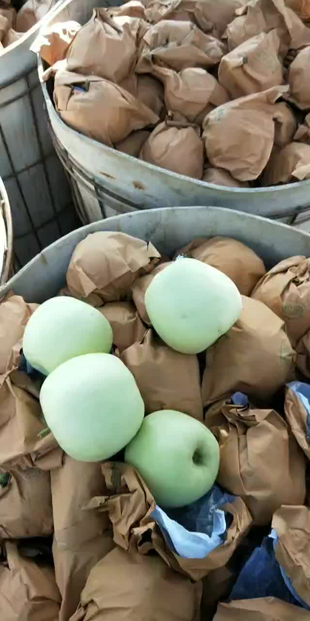 辽宁省绥中县水果主产区黄元帅苹果上市了，货源充足。