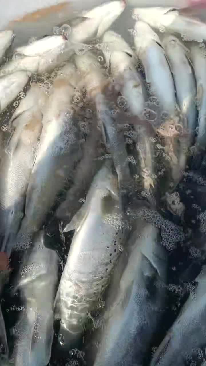 海鲈鱼