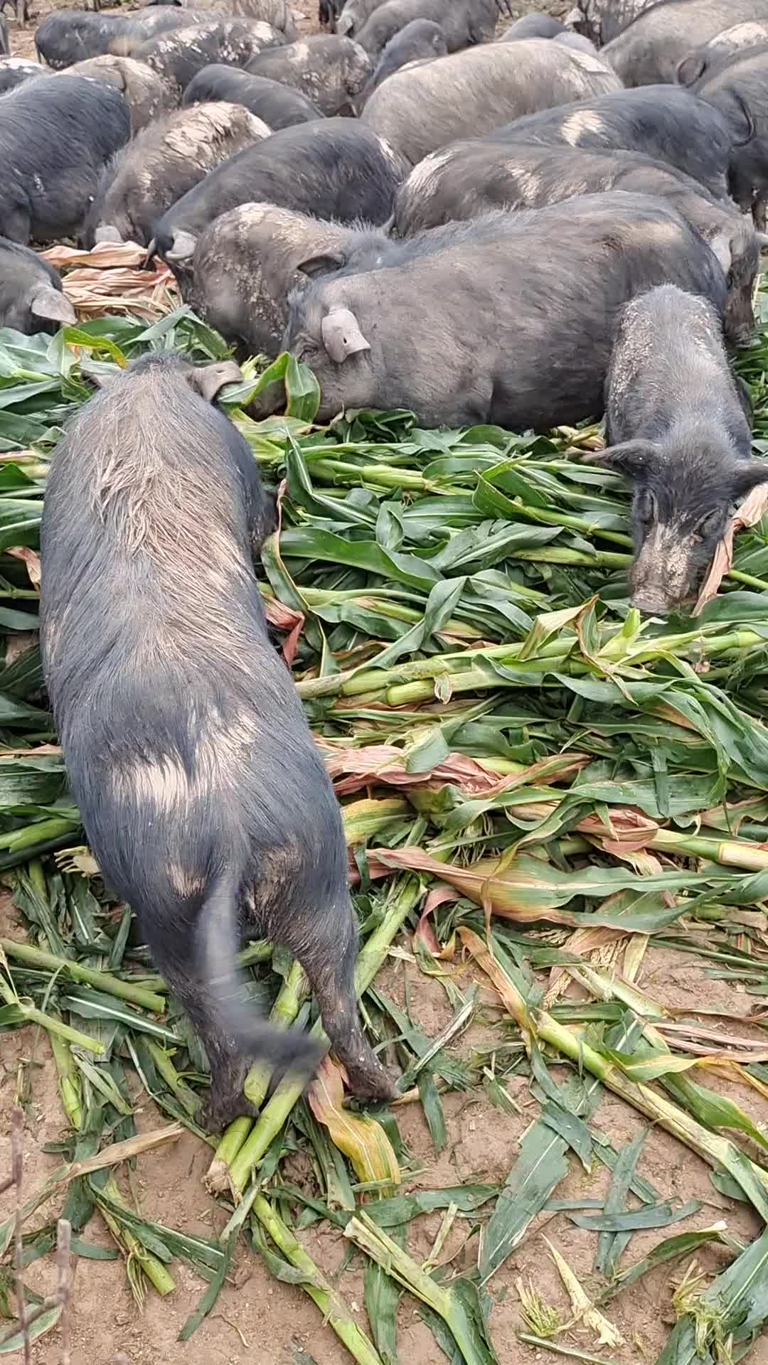 陕西大御园生态农业有限公司
纯种藏香猪
生态放养