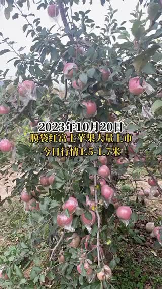 膜袋红富士苹果批发价格15266698890