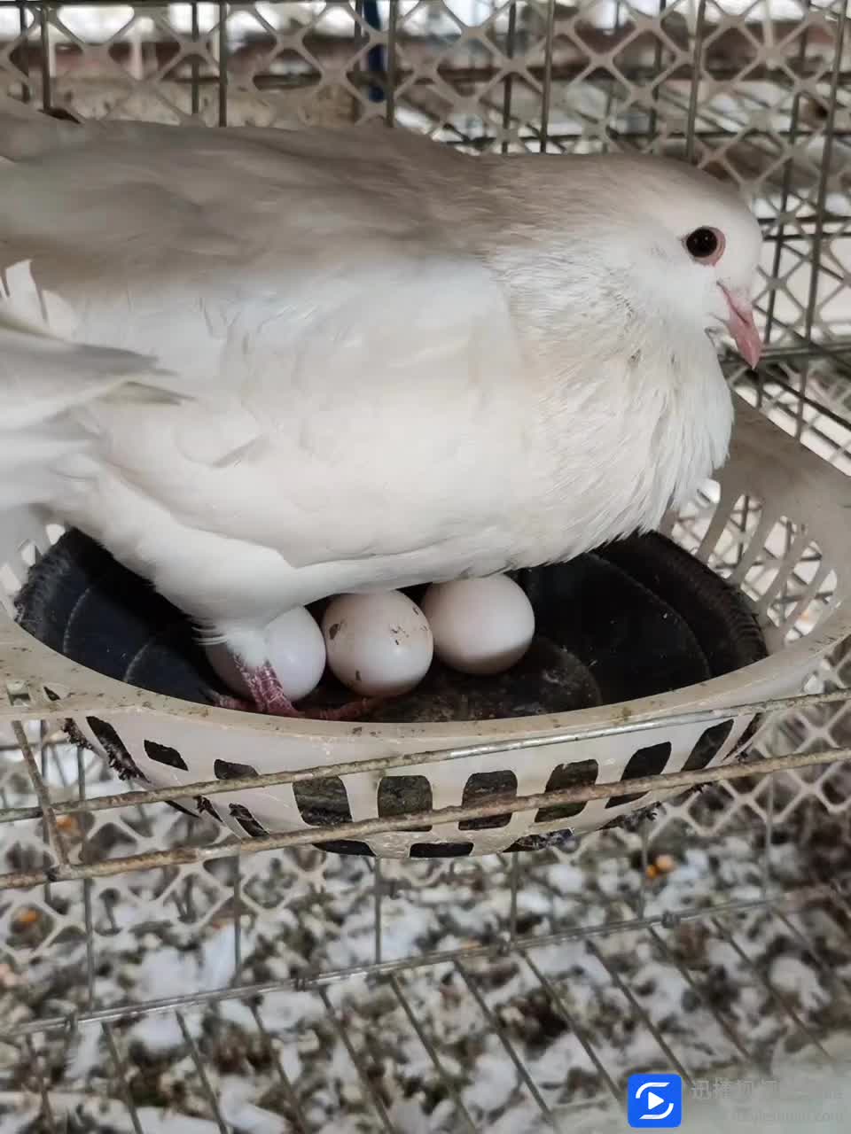 云南乳鸽 肉鸽长期大量供应，可批发可零售