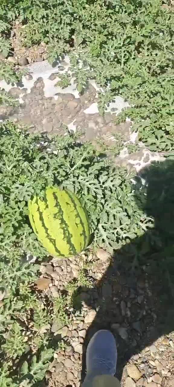 甘肃靖远砂地西瓜🍉