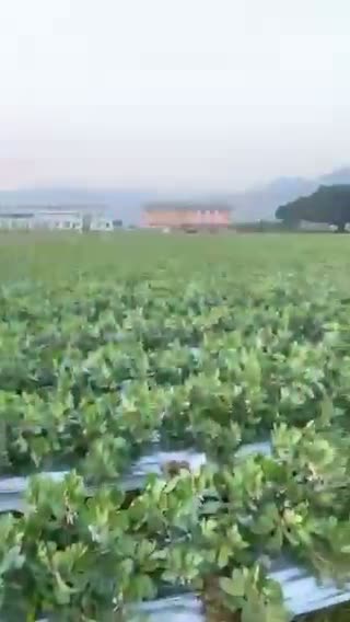 福鼎精品蚕豆种植基地自产自销