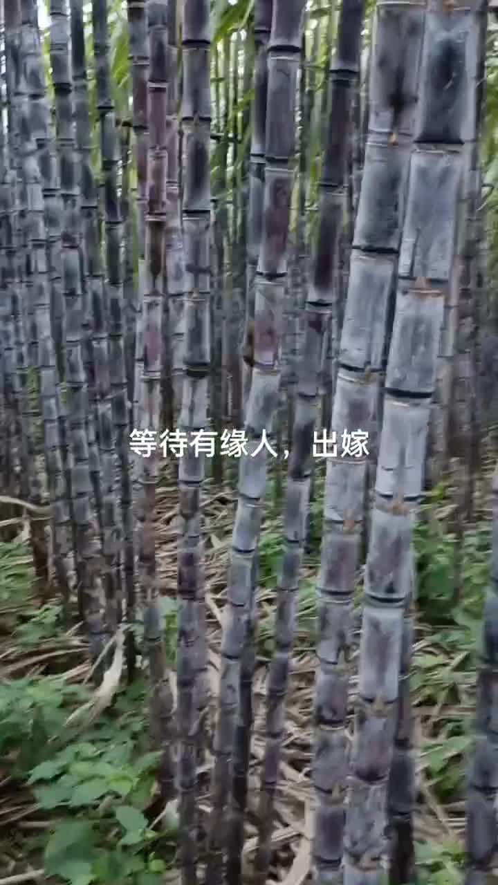 翁源水果甘蔗