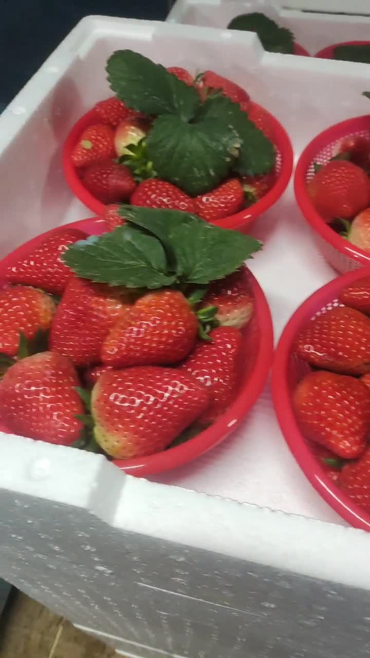 供应草莓,精品宁玉  天仙醉九香