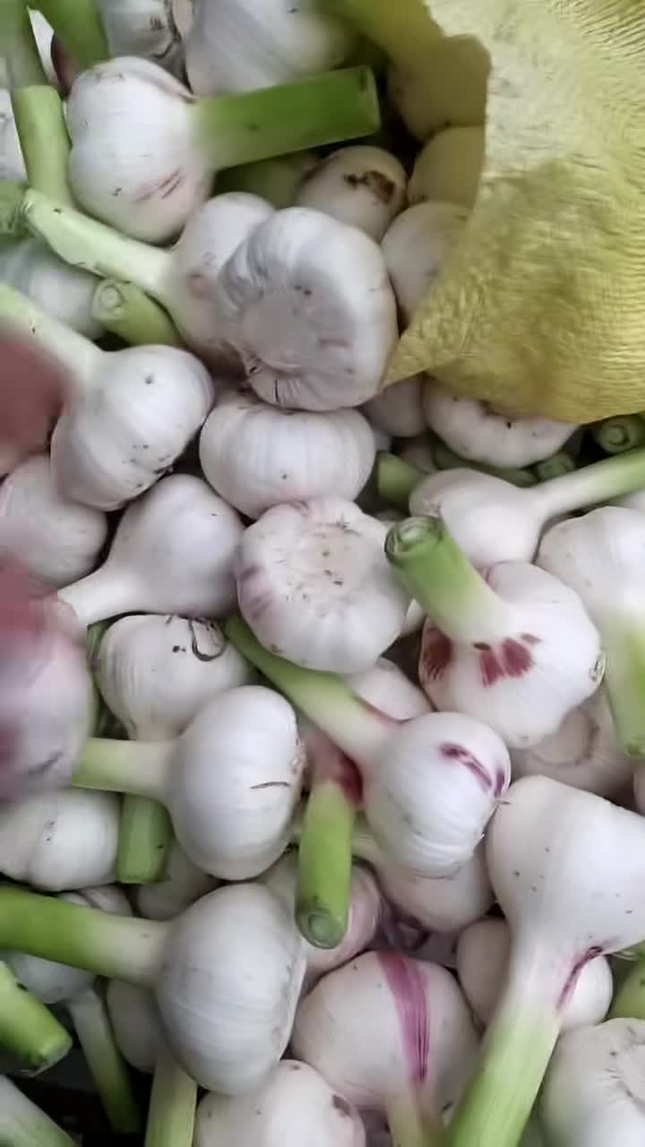 中牟大蒜  蒜苔  各种蔬菜