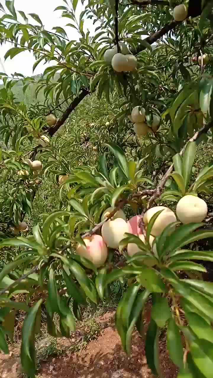 洛阳市嵩县，自家果园优质李子