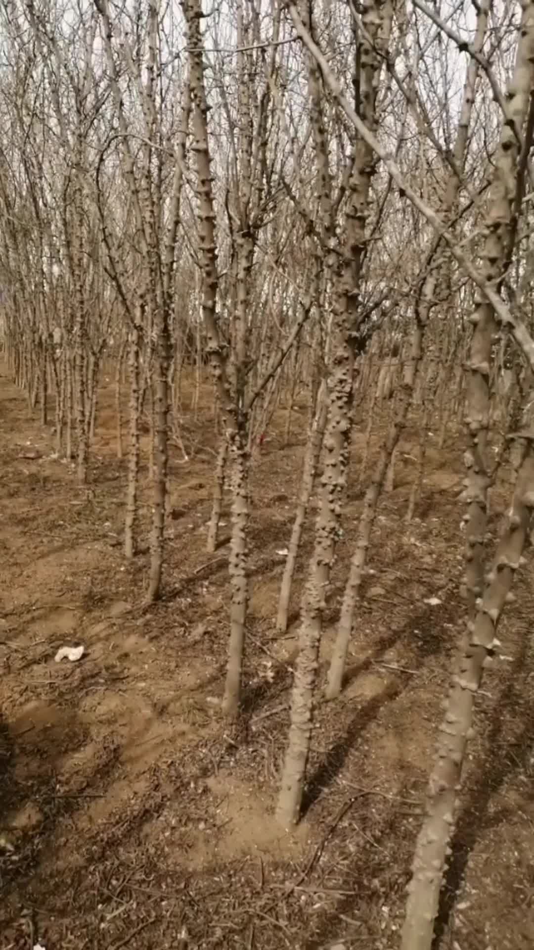 花椒树