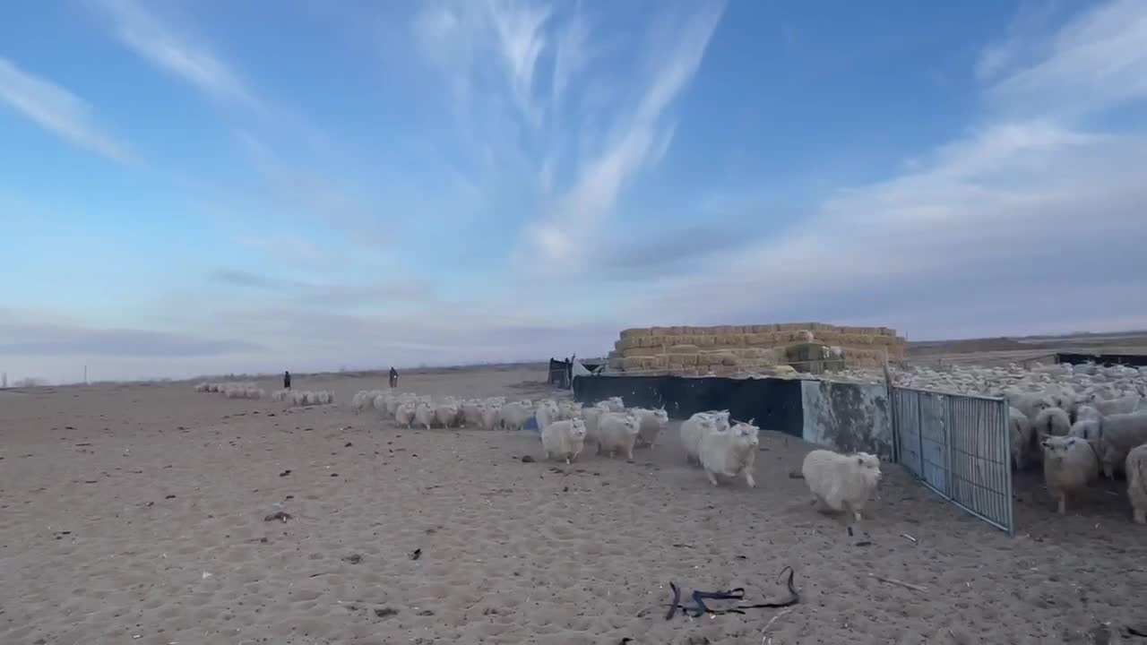 内蒙古草地山羊