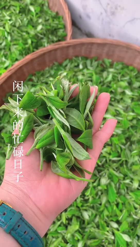 广东省仁化县烟竹茶农绿茶，红茶，银毫芽尖。