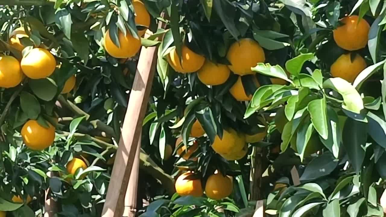 四川蜜橘，爱媛果冻橙