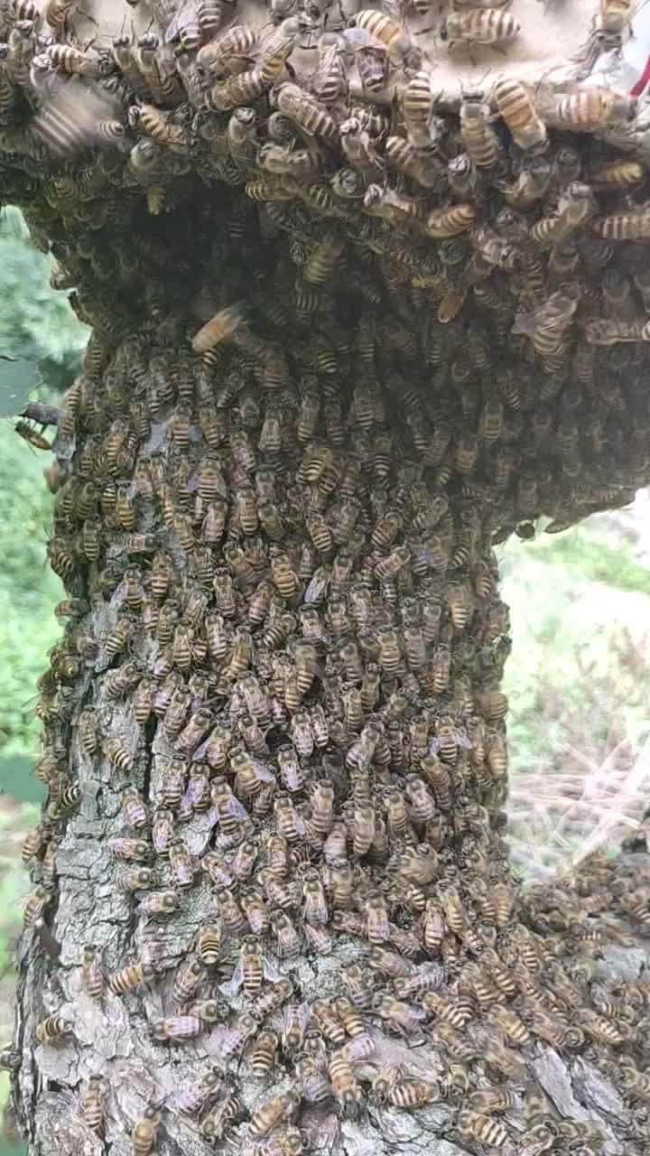 出售中蜂蜂群