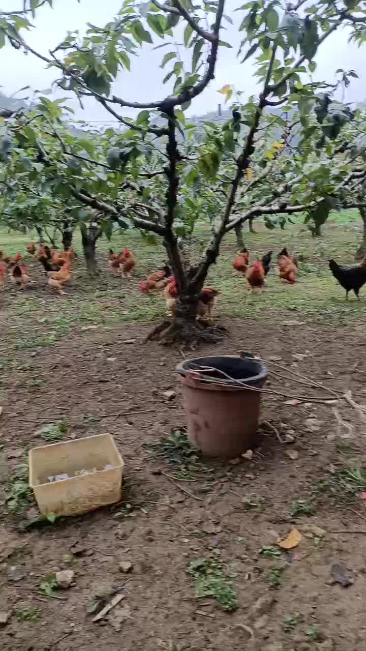 贵州贵阳果园散养鸡