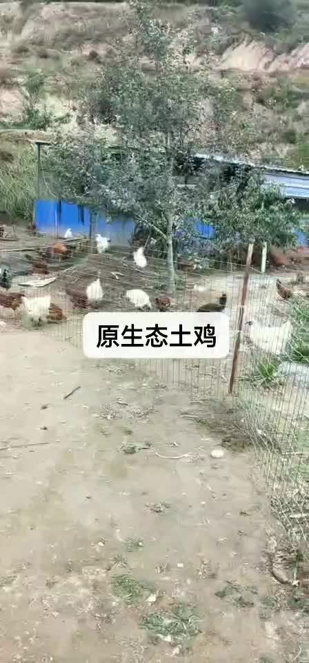 土鸡农家散养土鸡母鸡柴鸡老母鸡