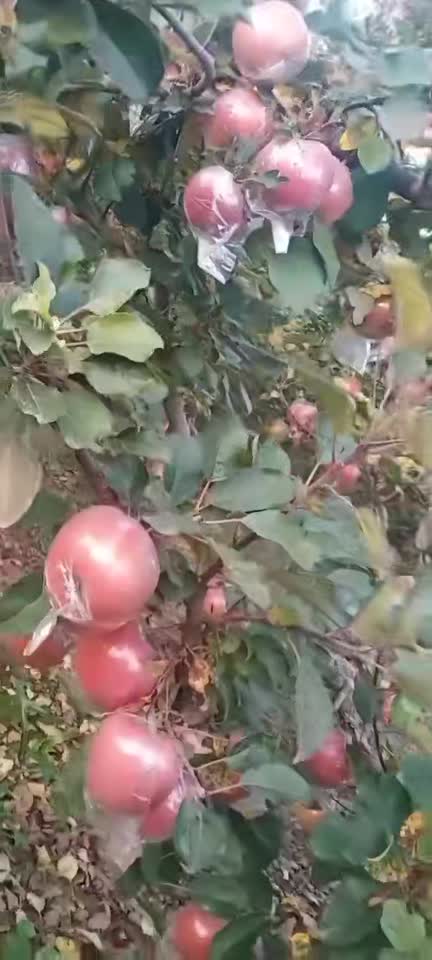大量供应   红富士   苹果