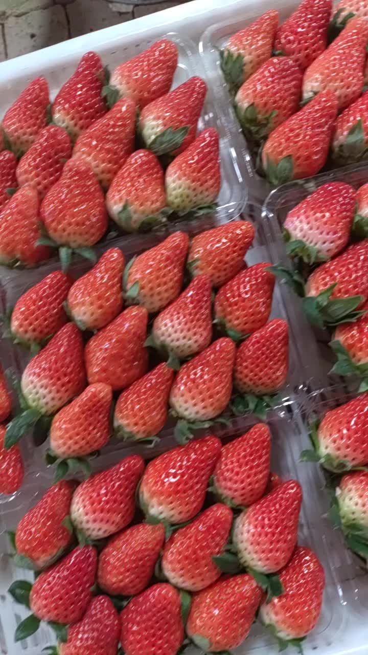 山东省淄博市专业代办甜宝草莓，产地直货，正宗货源
