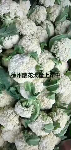 徐州沛县 代收点：菜花、包菜