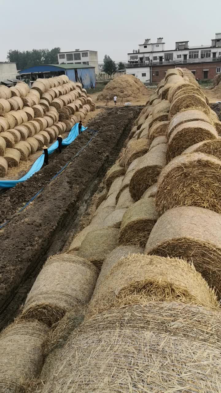 6000吨小麦杆揉丝压包，熟化颗粒，麦杆膨化饲料