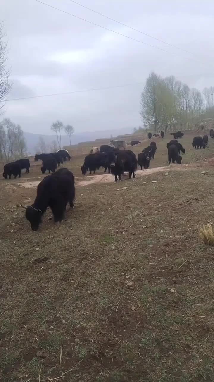 青海草膘牛羊