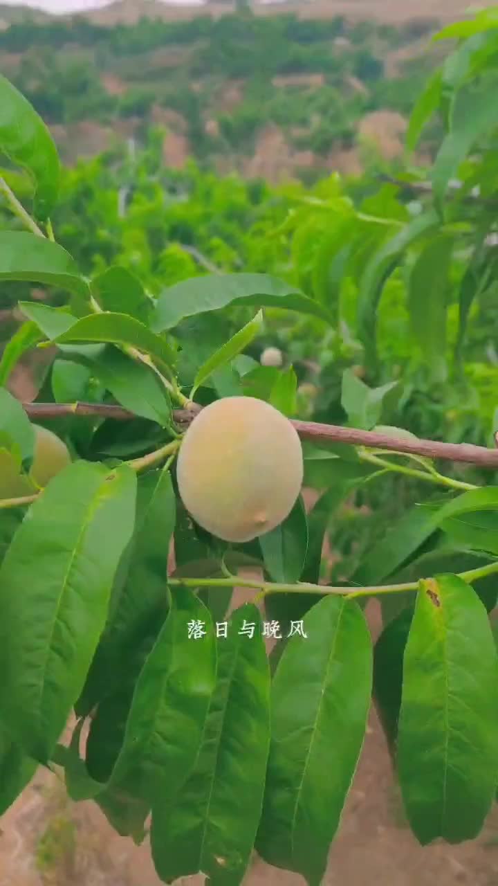 山东沂源县水蜜桃油桃油蟠桃