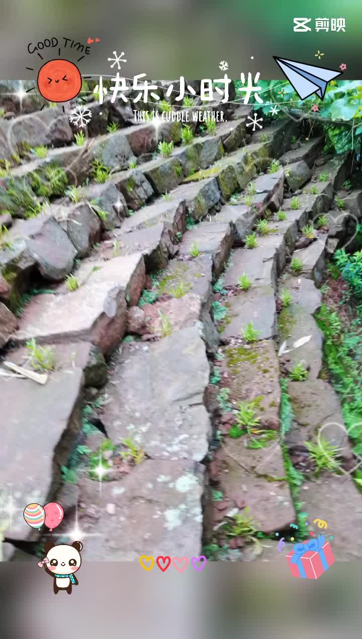 能观赏，能泡茶，能煲汤，生命力顽强的石斛