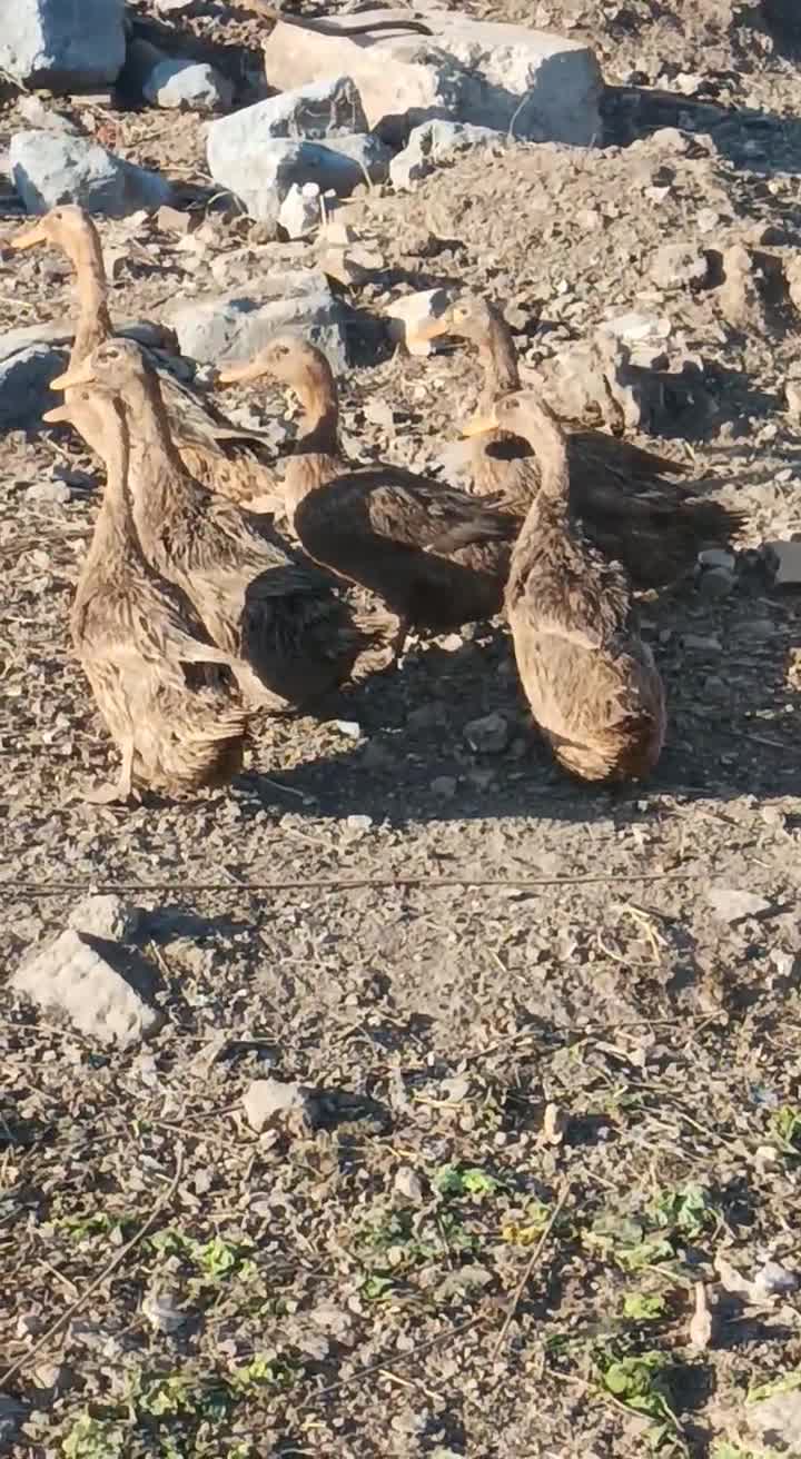 出售散养鸭蛋即墨通济农场