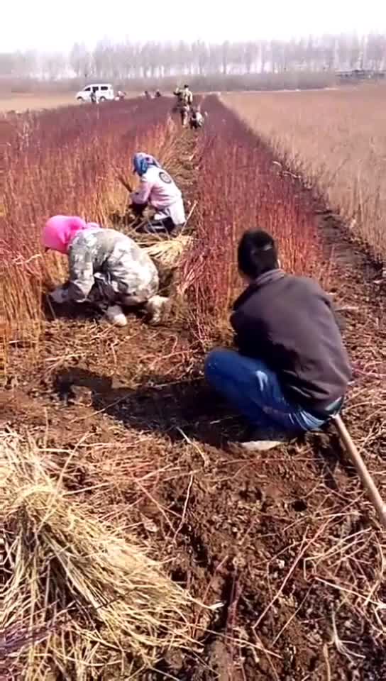 红瑞木小苗工程用苗营养杯