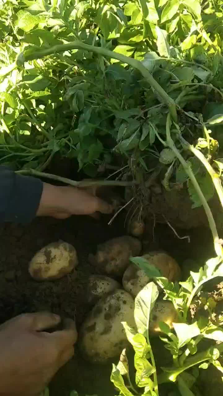 多伦县，胡萝卜，土豆，大量供应保质保量
