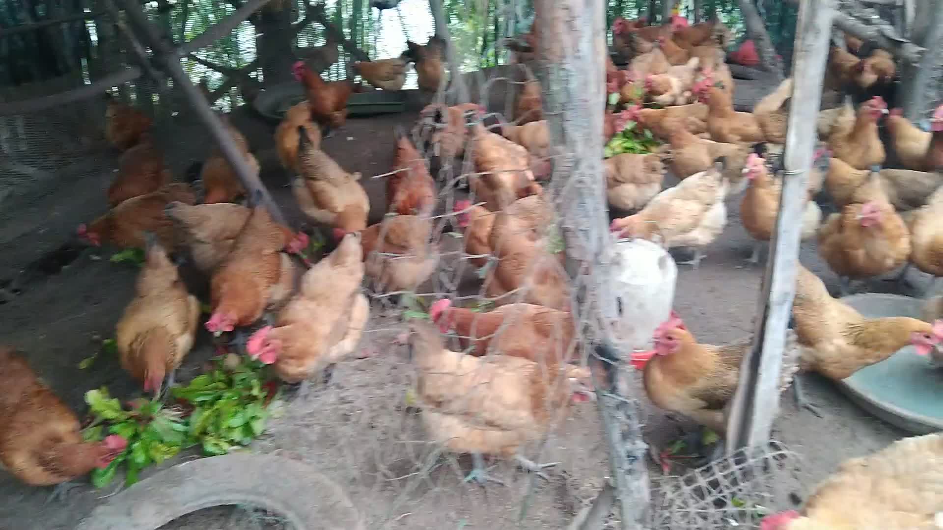 农家放养正宗红瑶老母鸡，鲜土鸡蛋