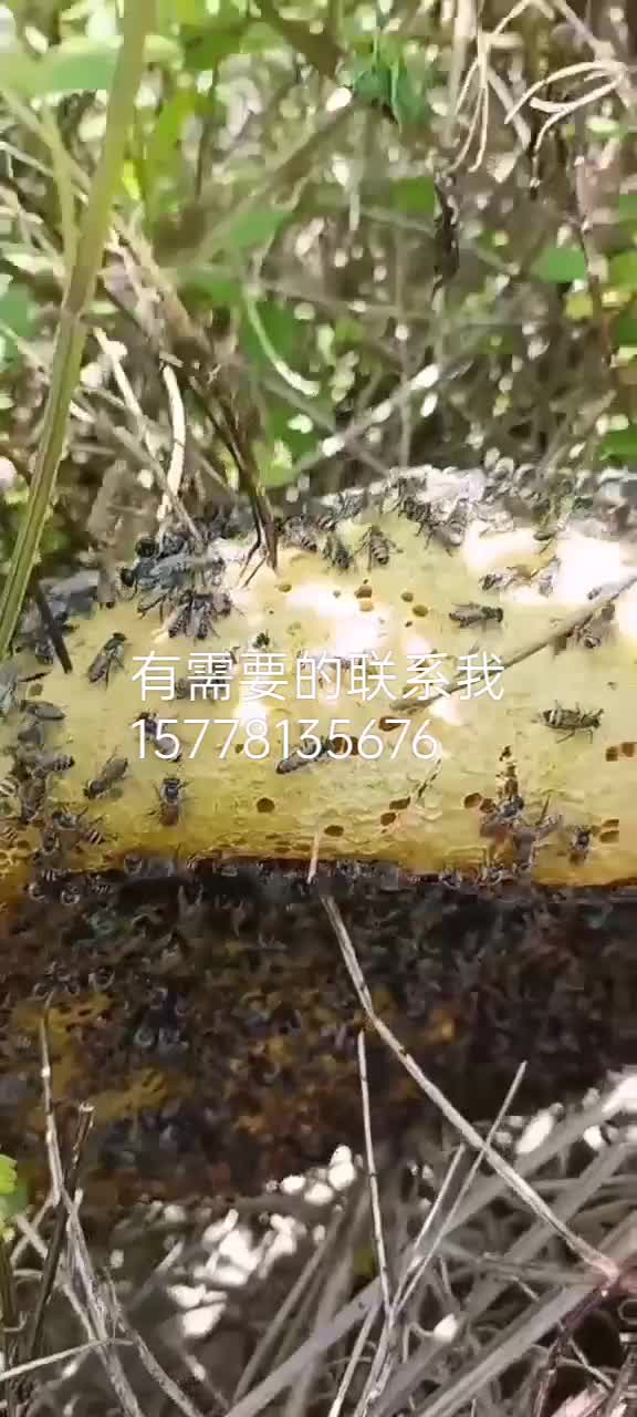 野生蜂蜜