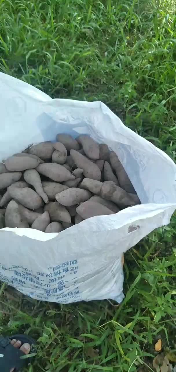 农家无公害红薯供销批发零售