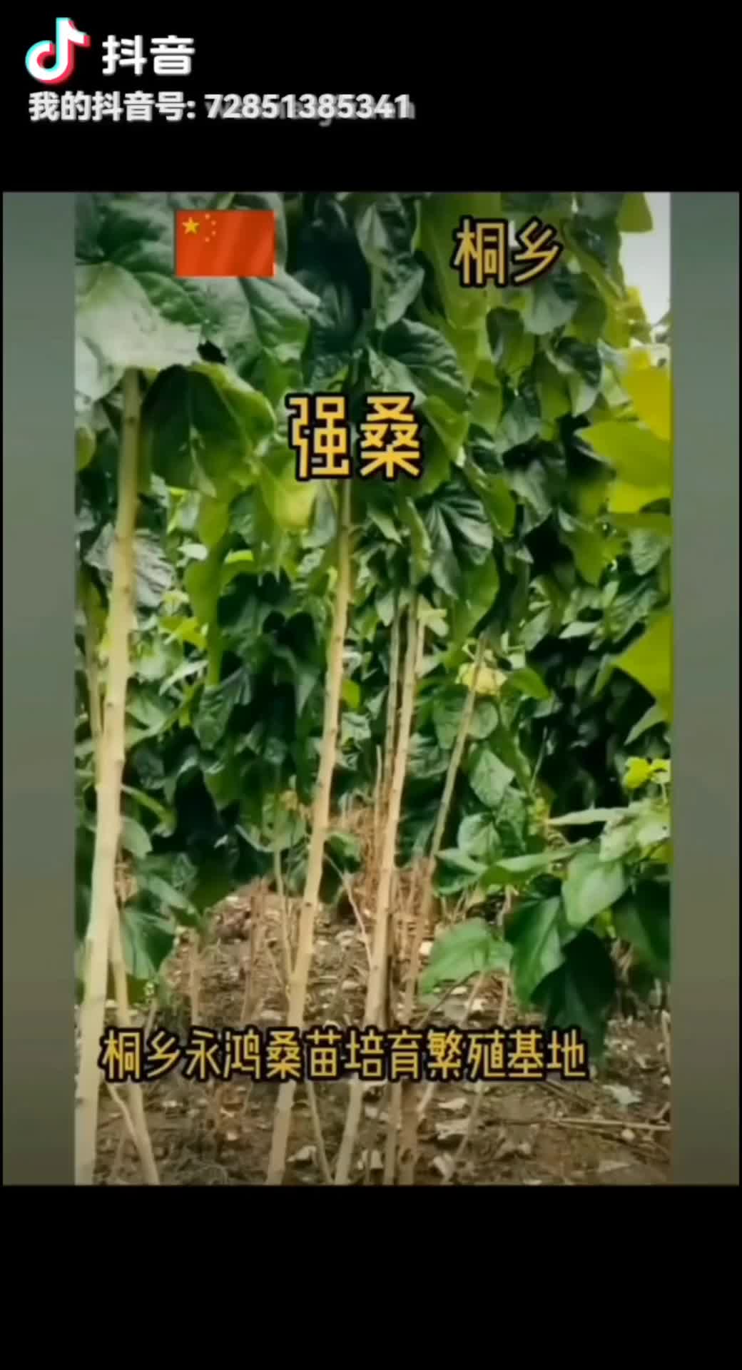 供应桑苗强桑苗