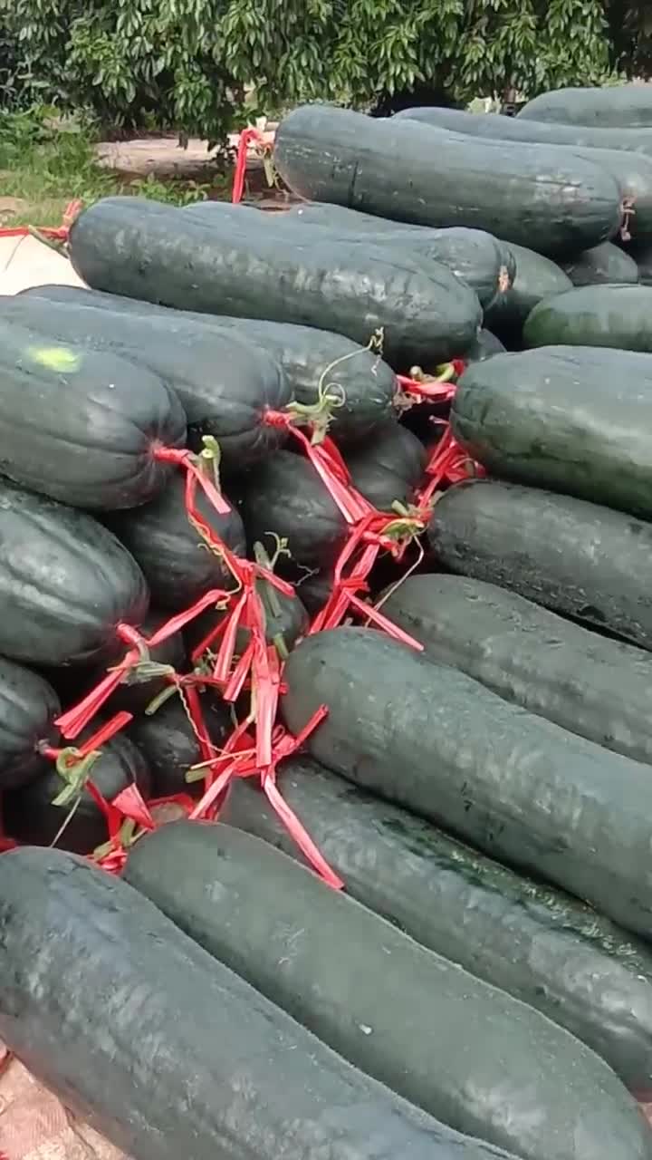 广西南宁市黑皮大东瓜季产过两千万斤上下
