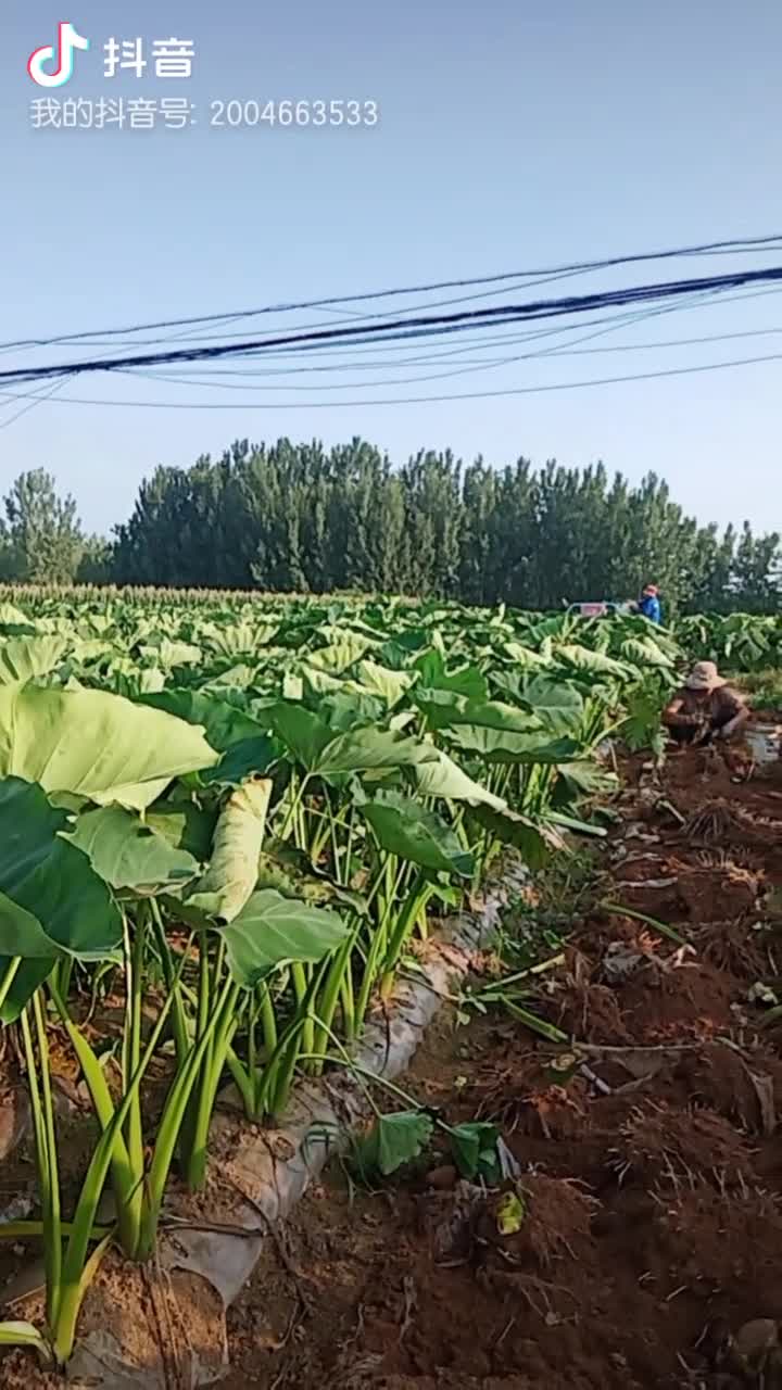 芋头，毛芋头,山东省潍坊市临朐县