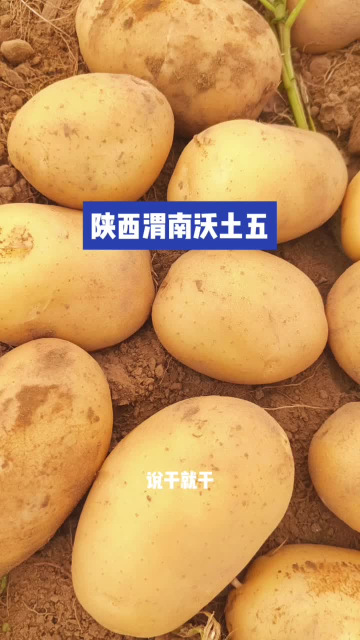 智宇，土豆，全国各产地直发18747488856