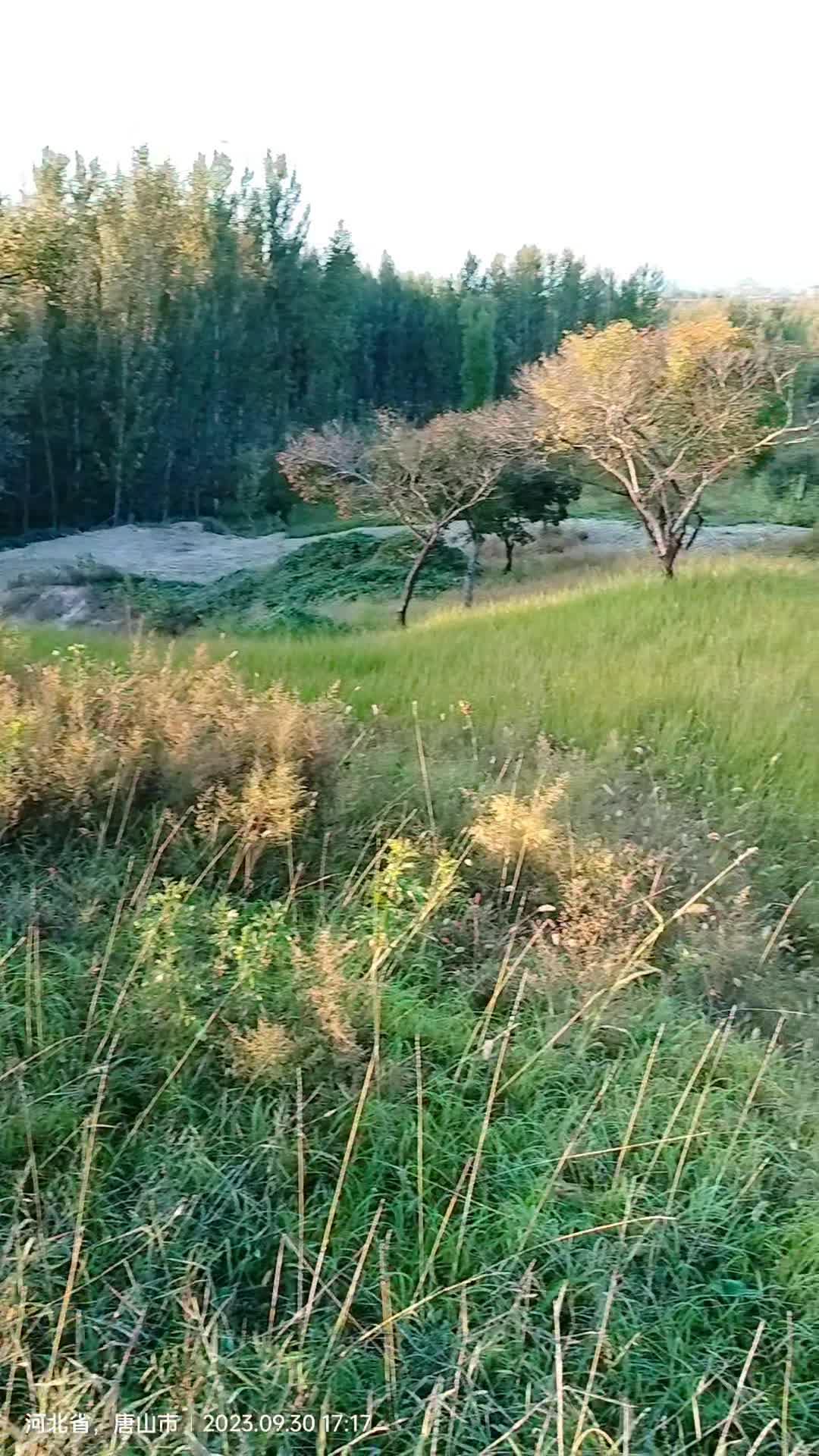 供应三十年的看山楂树，造型各异，