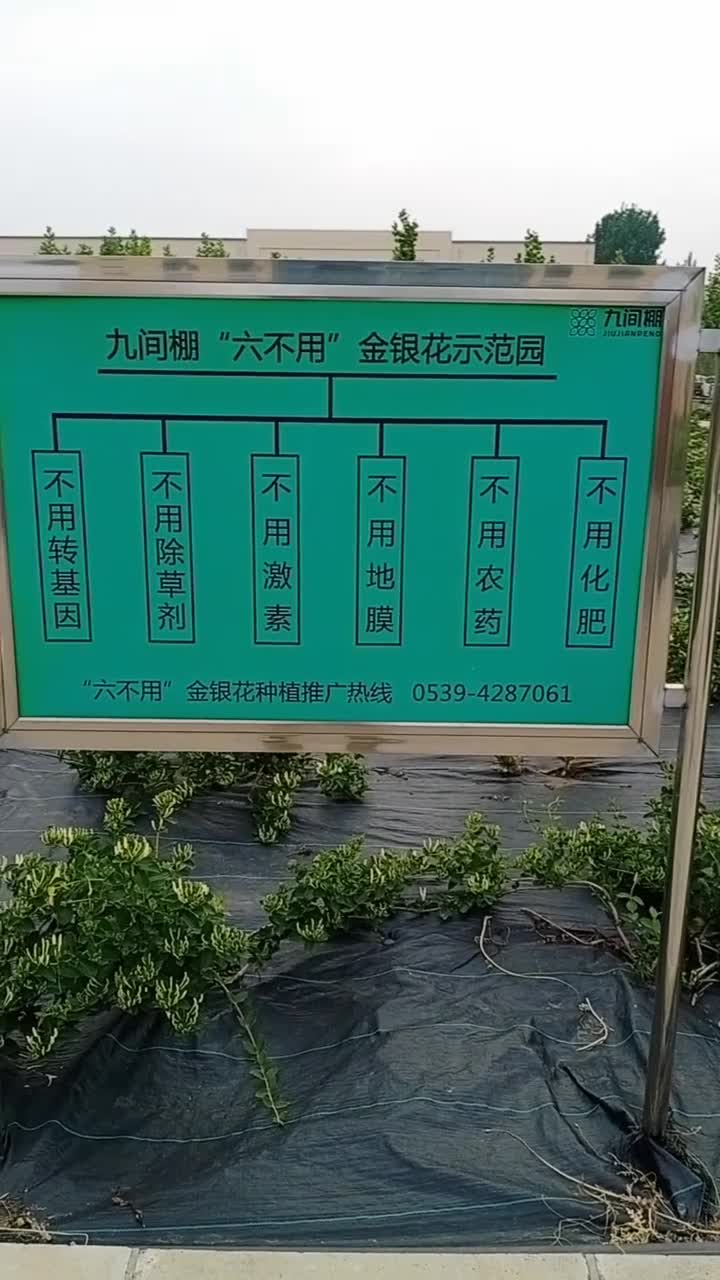 山东九间棚六不用有极金银花茶