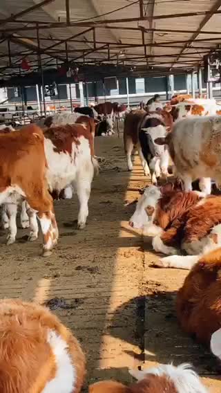 西门塔尔牛小牛犊大量出售