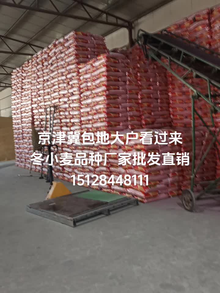 京津冀冬小麦品种厂家批发直销