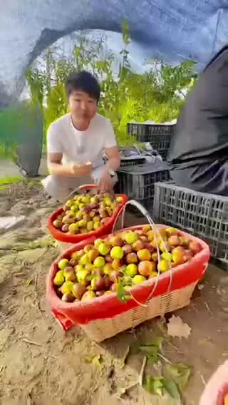新疆水果枣