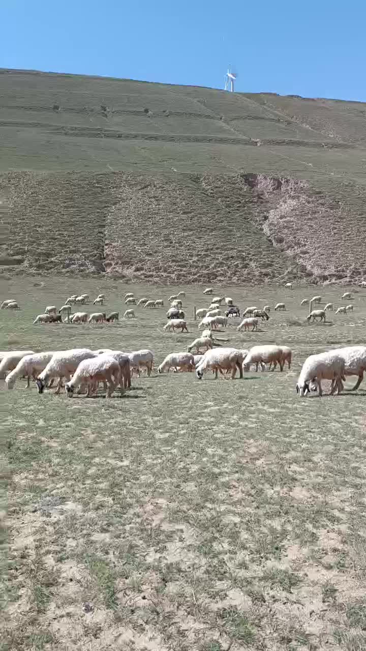 宁夏盐池农户散养跑滩羊