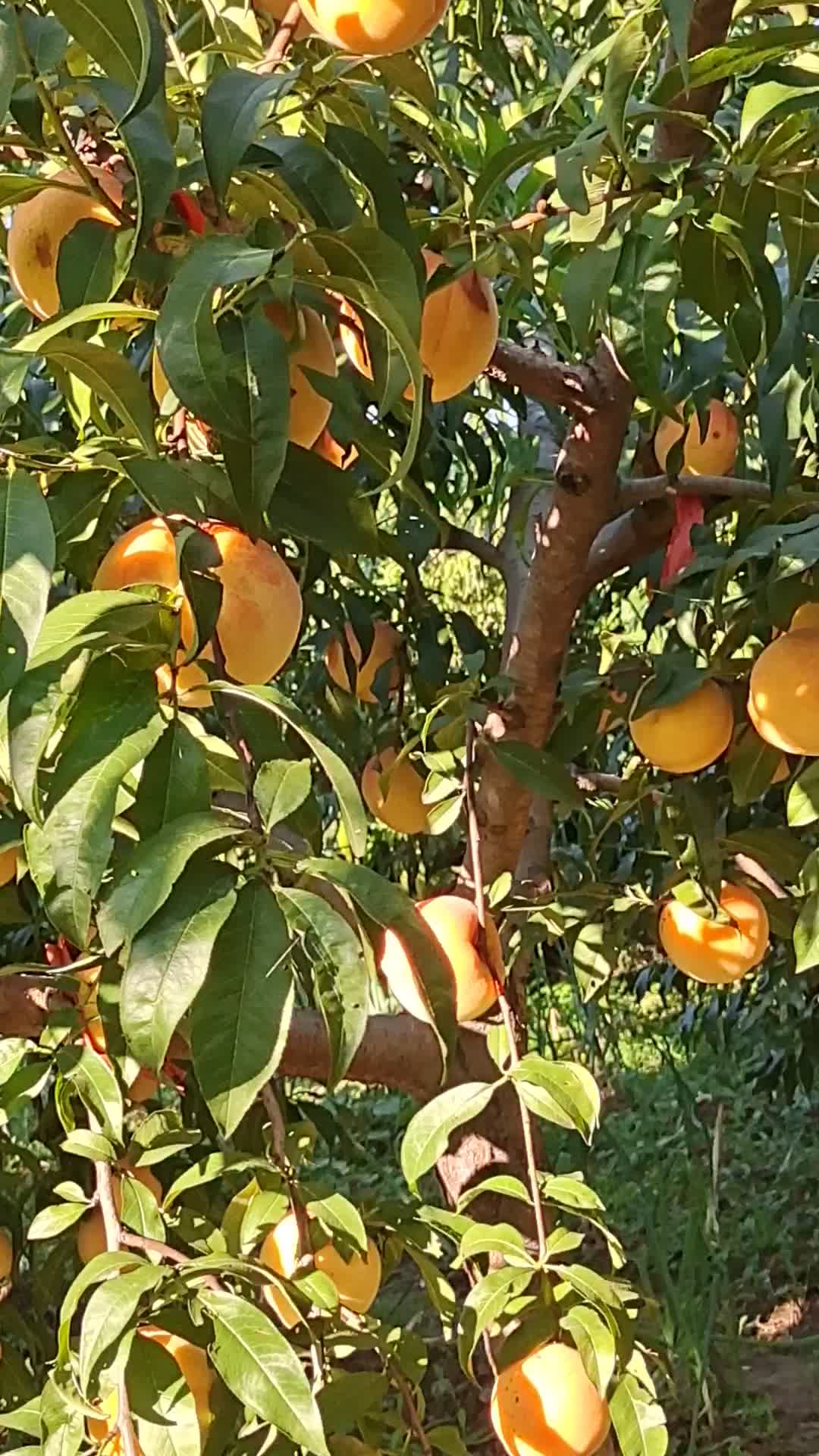 供应蜜桃,河北省唐山市滦州市