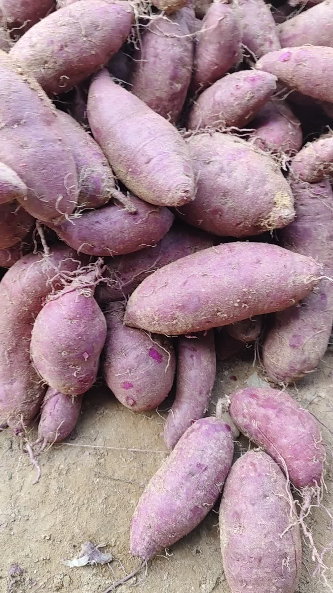 大量供紫薯<span class=
