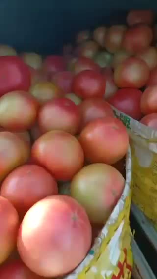 费县西红柿大量有货需要联系