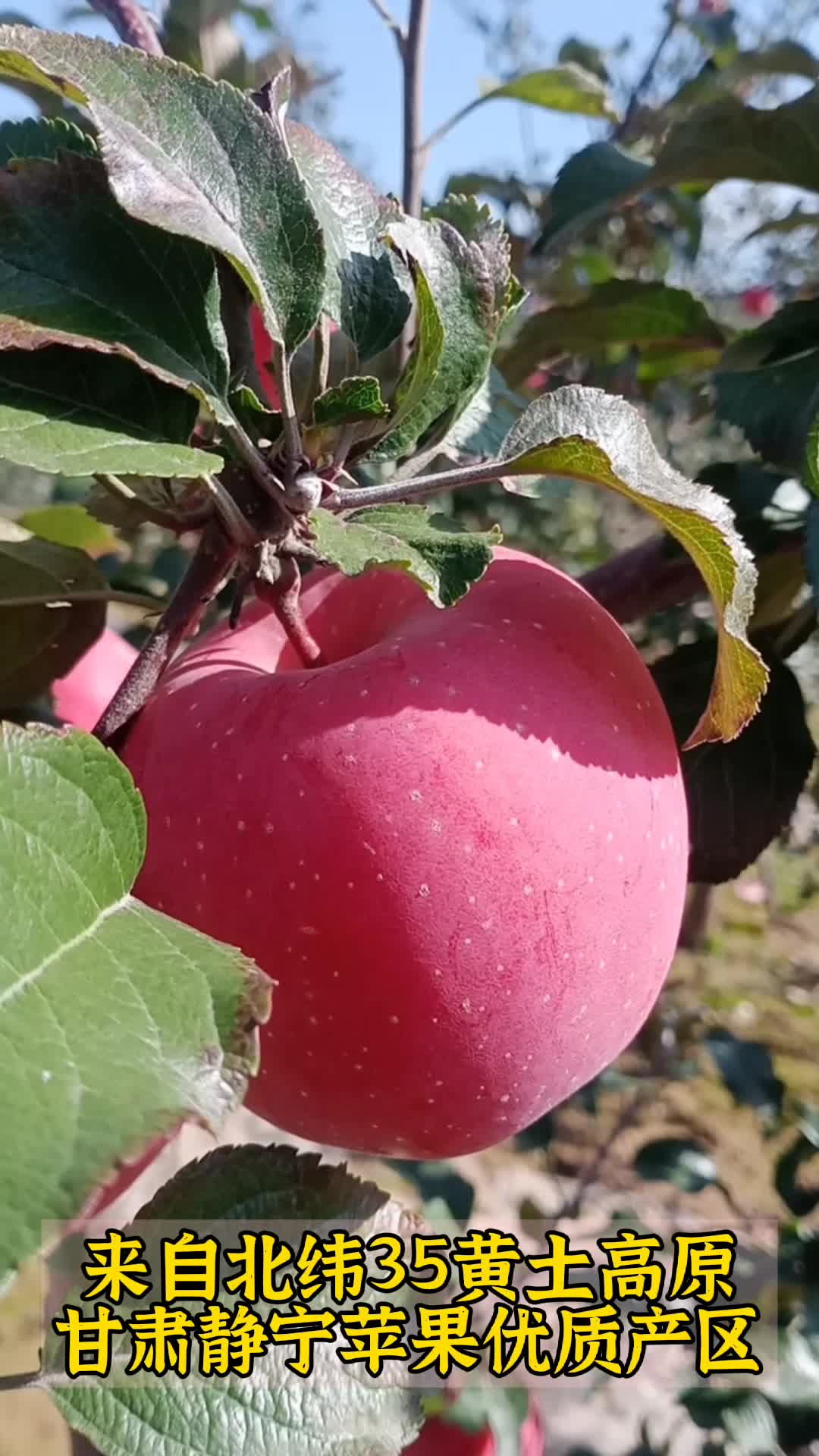 甘肃静宁红富士苹果自家种植