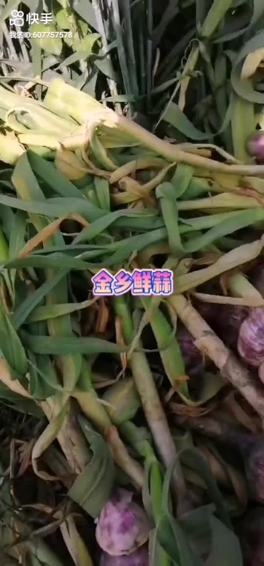 金乡大蒜