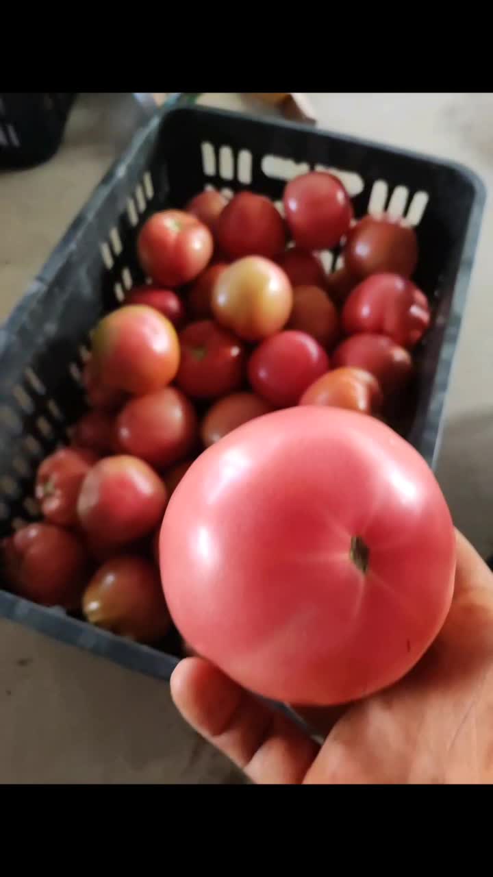 西红柿🍅