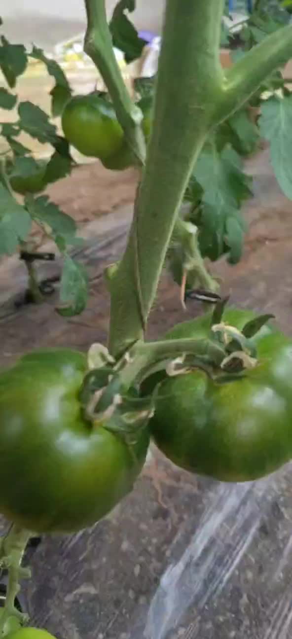 辽宁碱地铁皮柿子 绿腚柿子草莓铁皮西红柿番茄