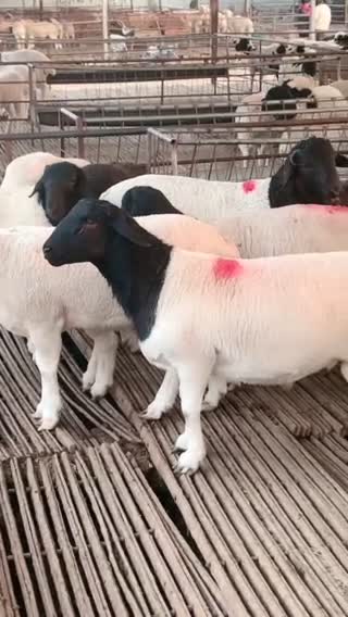 自繁自养多胎多羔种羊视频挑选，全国发货